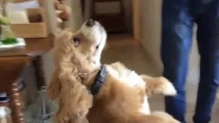 Miniature : STUPID DOG