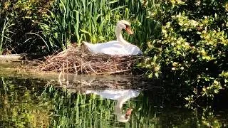 Miniature : Cygnes - Symbole de paix et d’harmonie | HD #cygnes