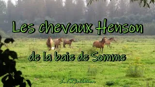 Miniature : Henson 🐴 Le cheval de la baie de Somme | HD #chevauxHenson