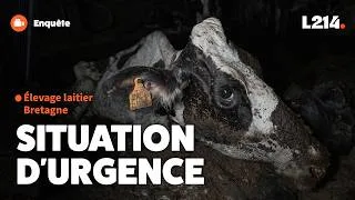 Miniature : Urgence : un élevage laitier à la dérive
