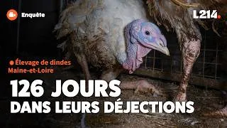 Miniature : Viande de dindes Carrefour Simpl : des conditions d'élevage extrêmes
