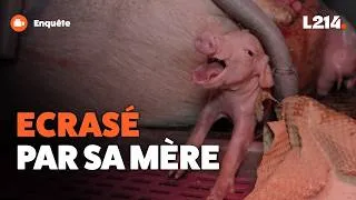 Miniature : Images exclusives d'une maternité collective de cochons d'Eureden (sévices graves)