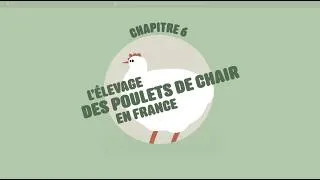 Miniature : NOURRIR L'HUMANITÉ / À propos des poulets