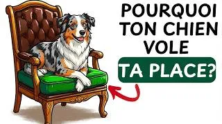 Miniature : Pourquoi Ton Chien te Vole ta Place :  L'explication Scientifique