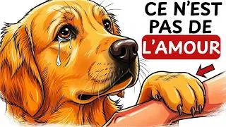 Miniature : Si Ton Chien pose sa Patte sur Toi pendant 10s voilà ce qu'il te dit (C'est bouleversant)