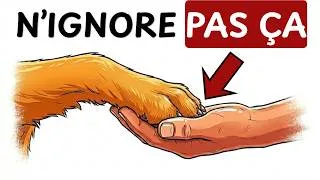 Miniature : 10 Signes que Ton Chien Te parle Arrête de l'ignorer