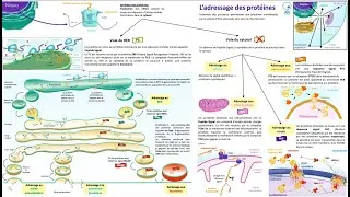 Miniature : Cyto-Logic: L'adressage des protéines