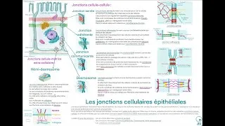 Miniature : Cyto-Logic: Les jonctions cellulaires épithéliales