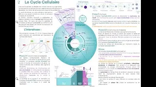 Miniature : Cyto-Logic: Le cycle cellulaire
