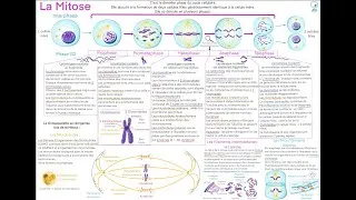 Miniature : Cyto-Logic la mitose