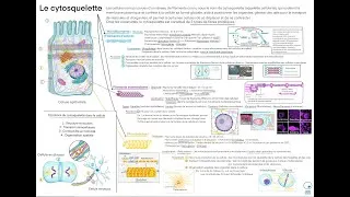 Miniature : Cyto-Logic: Le cytosquelette