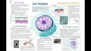 Miniature : Cyto-Logic: le noyau
