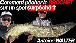 Miniature : Comment pêcher un spot surpêché ? Les secrets de Antoine WALTER