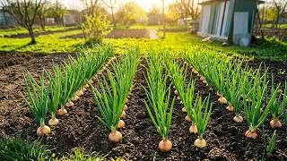 Miniature : Timelapse – Plantation de 4 Rangées d’Oignons Jaunes