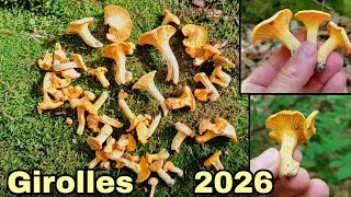 Miniature : Belle Récolte de Girolles - 29 Mai 2026