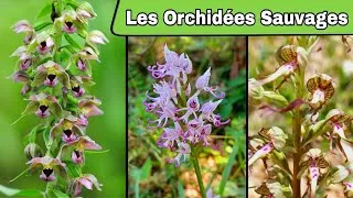 Miniature : Fin Mai - La Période des Orchidées Sauvages 