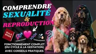 Miniature : Sexualité et reproduction du chien : tout Savoir en 2026 #chiens #pourquoi #sexualité #reproduction