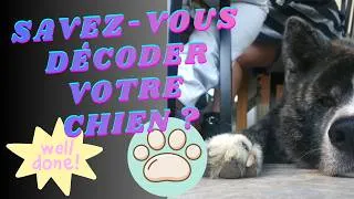 Miniature : Ton chien te parle mais tu ne le comprends pas ? Décryptez les signaux d’apaisement #pourquoi @chien