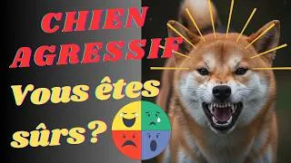 Miniature : Pourquoi un chien qui aboie, grogne ou mord est-il forcément agressif ? #chiens #pourquoi #peur