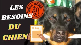 Miniature : Pourquoi les chiens ont-ils des besoins essentiels et comment les remplir ? #chienheureux #chiens