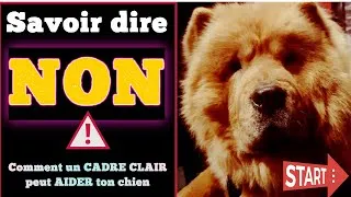 Miniature : Pourquoi les chiens ont besoin de limites claires ? N'ayez pas peur de dire non ! #chiens #pourquoi