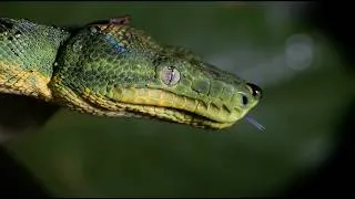 Miniature : Le Centre d’Étude sur la Biodiversité Amazonienne - 14 ans de sciences en Amazonie
