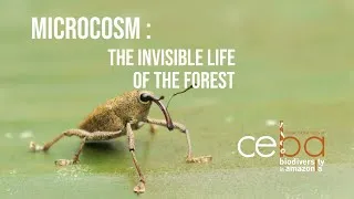 Miniature : Microcosm – The Invisible Life of the Forest
