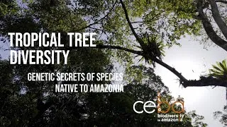 Miniature : Tropical Tree Diversity – Genetic Secrets of Species Native to Amazonia