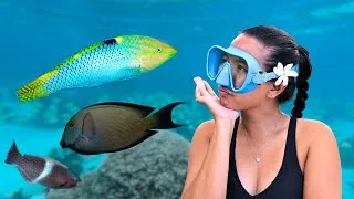 Miniature : 10 minutes pour apprendre (facilement) à identifier les poissons