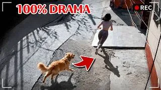 Miniature : Des animaux tellement incroyables qu’on reste sans voix