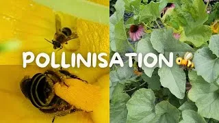 Miniature : L'Abondance ma Tour De belles abeilles au travail. On parle pollinisation des courges#pollinisateurs