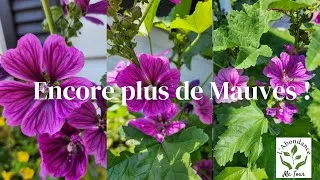 Miniature : L'Abondance ma Tour  Introduire des plants de la tour au jardin #mauvedemauritanie #gardeningtips