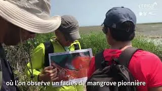 Miniature : Formation mangrove en Guyane, mars 2024