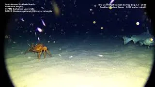 Miniature : Le projet BENDICAM révèle les mystères des écosystèmes benthiques !  Vidéo 6 - 1360 m de profondeur
