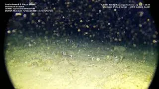 Miniature : Le projet BENDICAM révèle les mystères des écosystèmes benthiques ! Vidéo 3 - 1000 m de profondeur