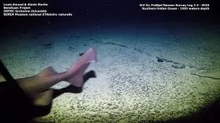 Miniature : Le projet BENDICAM révèle les mystères des écosystèmes benthiques ! Vidéo 2 - 1400 m de profondeur
