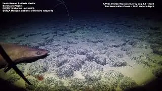 Miniature : Le projet BENDICAM révèle les mystères des écosystèmes benthiques ! Vidéo 1 - 1400 m de profondeur