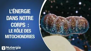 Miniature : L’énergie dans notre corps : le rôle des mitochondries