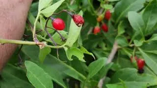 Miniature : Morelle douce et amère et baie de Goji