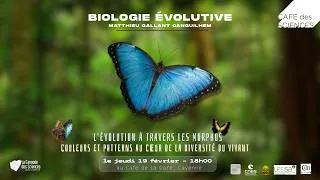 Miniature : L'évolution à travers les morphos