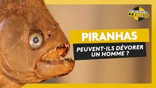 Miniature : Les piranhas peuvent-ils manger un homme ? Défis Cobayes
