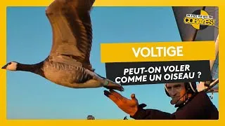 Miniature : Peut-on voler comme les oiseaux ? Défis Cobayes
