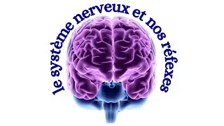 Miniature : le système nerveux et nos réfexes