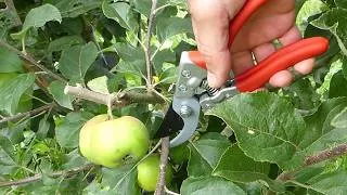 Miniature : 182# La taille en vert du pommier : la technique ultime pour les garder petits (V2)