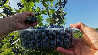 Miniature : 179# Comment planter et réussir le myrtillier américain ?