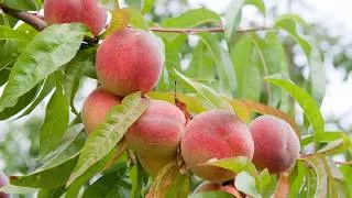 Miniature : 178# Pourquoi choisir des fruitiers résistants aux maladies ? L'exemple du pêcher !