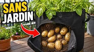 Miniature : 90 - Pommes de Terre en sac : En Cultivez  même Sans Jardin (méthode simple débutant)