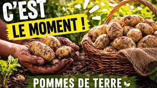 Miniature : 88 - Pommes de Terre : c’est le Moment de les planter ! (Guide  complet débutant)