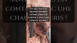 Miniature : ⚠️ Ce que tout le monde devrait savoir après un contact avec une chauve-souris !