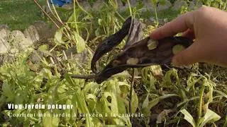 Miniature : Jardin potager début juillet - Les dégâts de la canicule